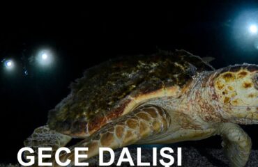 Gece Dalışı Eğitimi