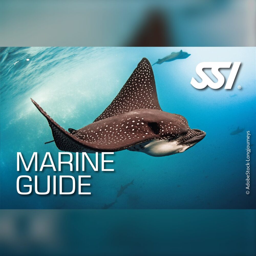 SSI Marine Guide
