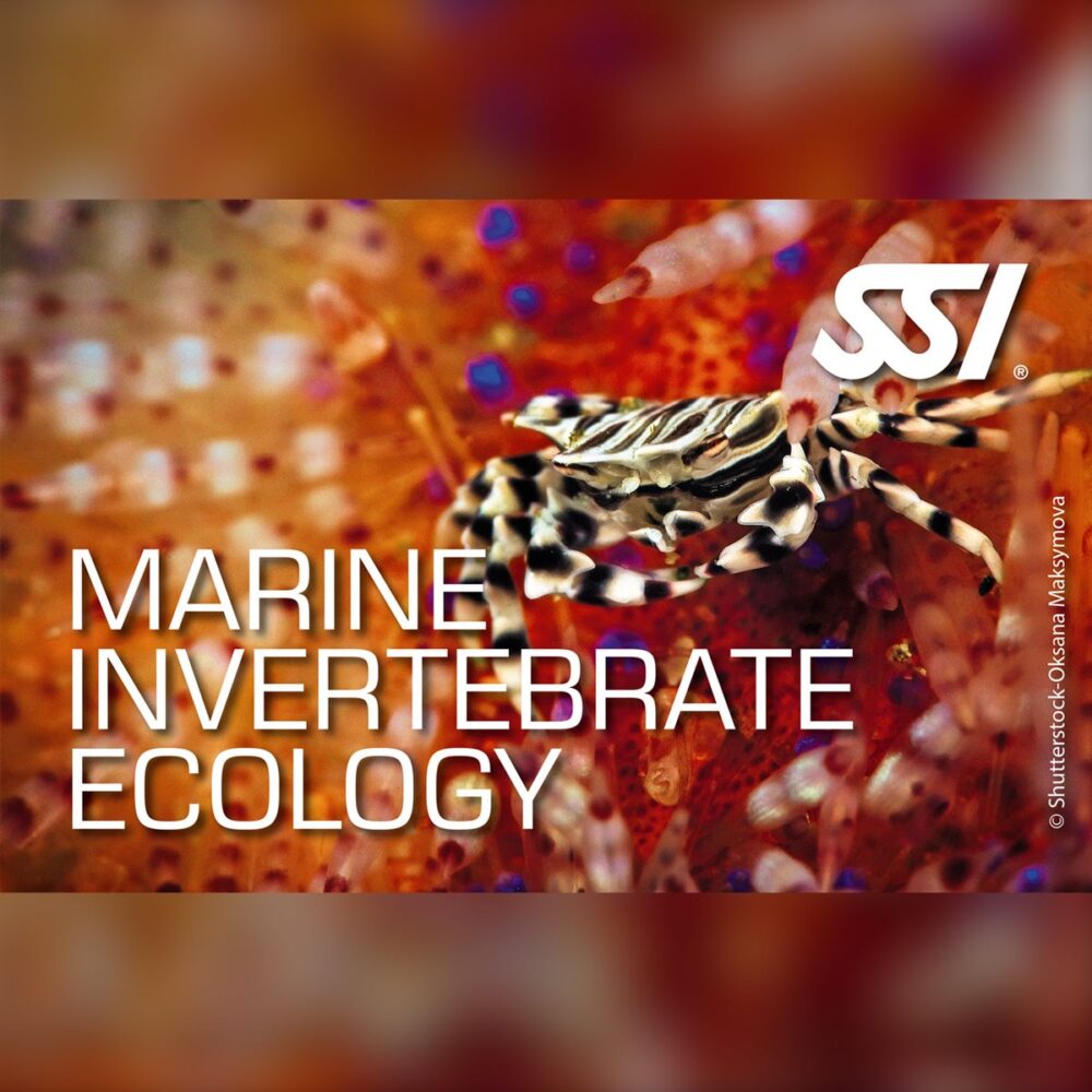 SSI Marine Invertebrate Ecology Specialty
