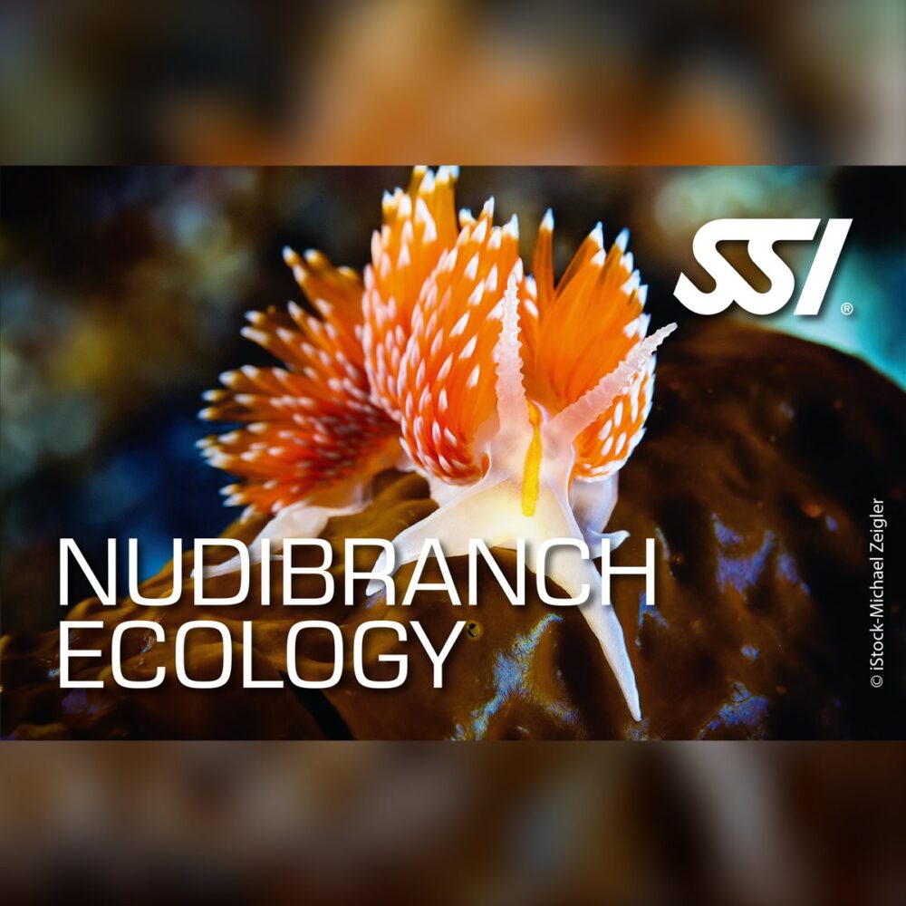 SSI Nudibranch Ecology Specialty