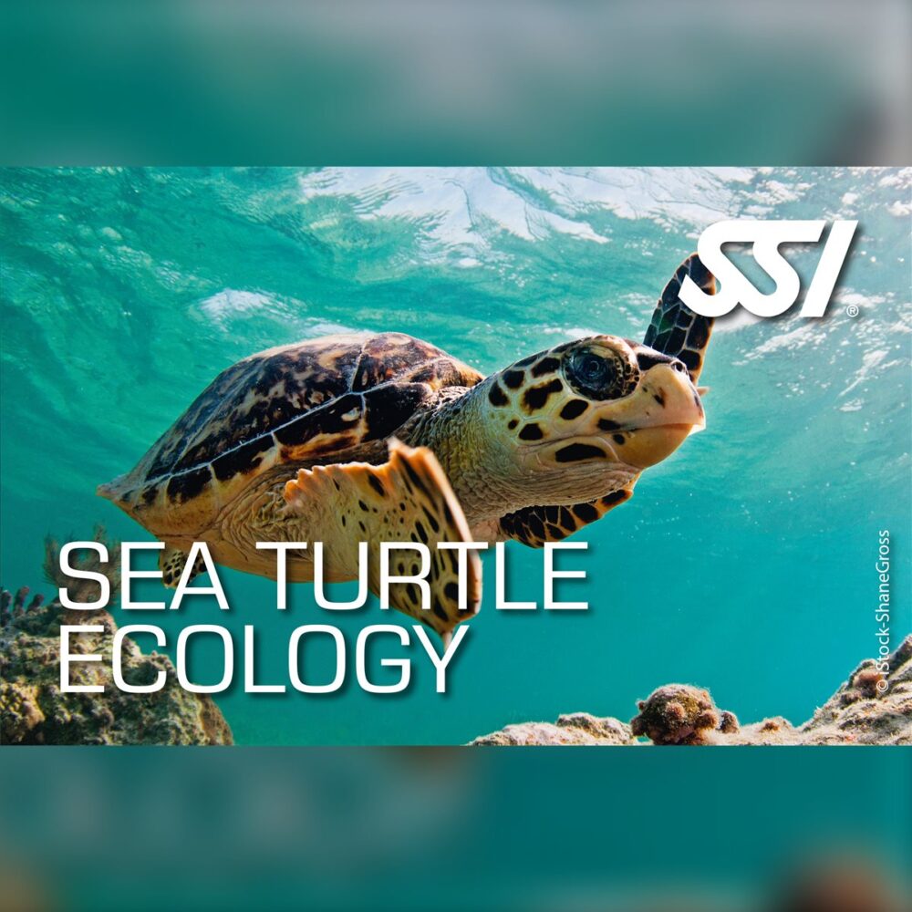 SSI Sea Turtle Ecology Specialty